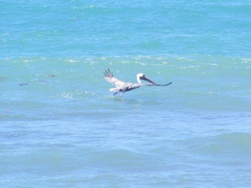 Pelican - A Pelican at Sea