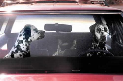 Dog Driving - The dog couple seem to be out on a ride...are they moving for their honeymoon ??