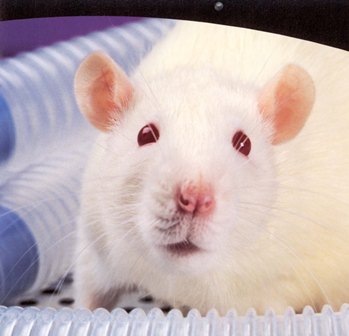 Rat - Harm them then they will add another hole on your shirt.