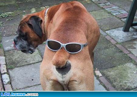 dog has two face - The dog has a two face oh even when they walk he can see the front and back,...