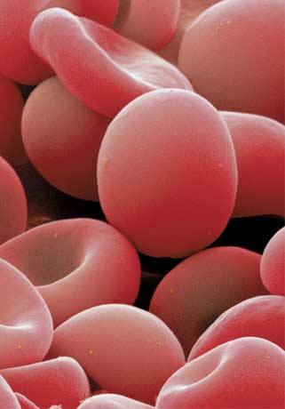 Red Blood cells - the red blood cells in our blood carry oxygen to different tissues. deficiency of these causes anaemia. Every person has a specific antigen on the surface of these RBCs which determines his blood group.
