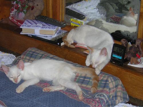 Willy and Khuay napping together - These two are brothers and have been inseparable from the time I brought them home.