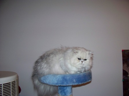 Diamond - This is a picture of one of my silver persian cats. Her names is Diamond Girl.