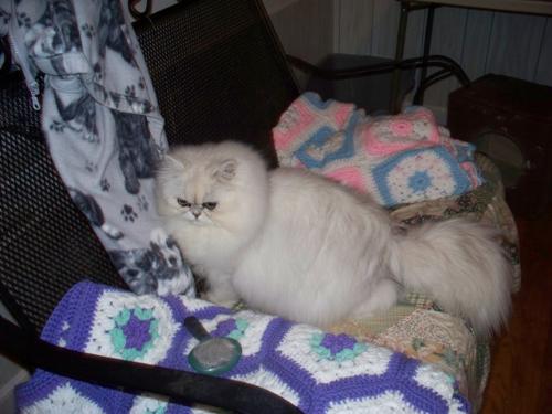 Taz - This is a picture of my silver persian male, Taz.