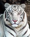 white tigers - tigers life in forests actully but do there any specific living conditions for white tigers?