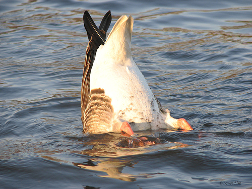 Diving bird - look at this bird it can fly swim walk. It can do all the three things.