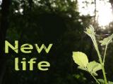New Life - New life, the spice of life