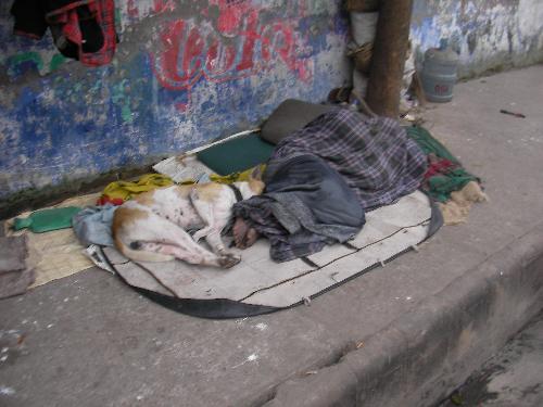 A Shelterless Man and a Dog - In the chilly morning of the first day of New Year'09 a shelterless man was sleepig at the footpath of a city street covering his whole body.His pet dog was lying below him to get some warm.Will the new year bring any hope for this shelterless man.