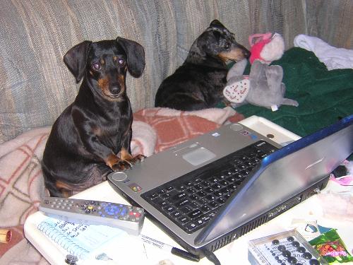 Monica and Little Bit, the best thing of 2008 - Monica, at the computer; and Little Bit are the best thing that happened to me in 2008