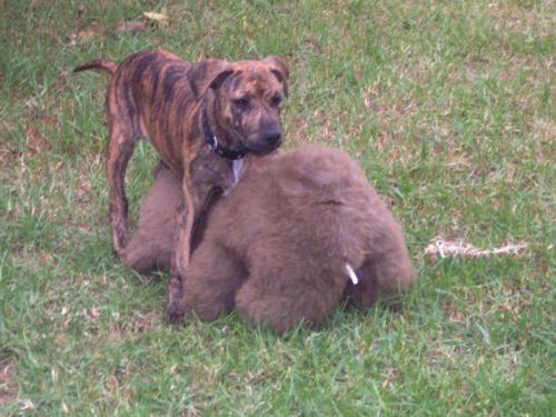 Dog with stuffed bear - Cerberus the mighty bear hunter