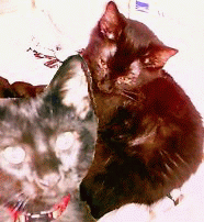 My 2 Babies.... - These 2 guys are my Romeo & Kip. Romeo is the short hair & the bad boy. Kip is the medium hair & usually my good boy. It's Romeo who might die today!!!