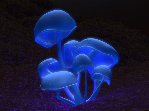Magic Mushrooms! - Magic Mushrooms - These are very powerful hallucinogenic mushrooms that contain psilpcybin or psilicon. The effects are similar to that of LSD. There are many forms of poisonous muchrooms. The trip can last up to 8 hours with the strongest part lasting 6 hours and further side effects lasting up to 3 hours.