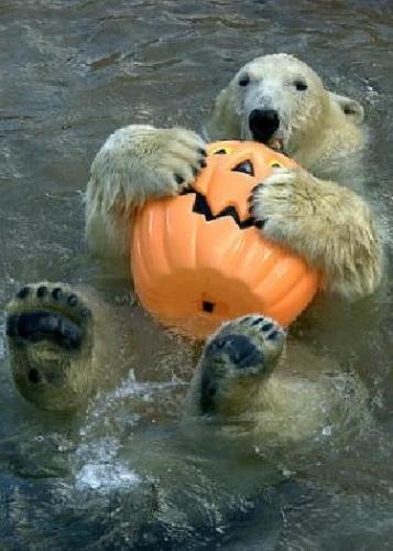 polar bear - polar bear with Halloween candy