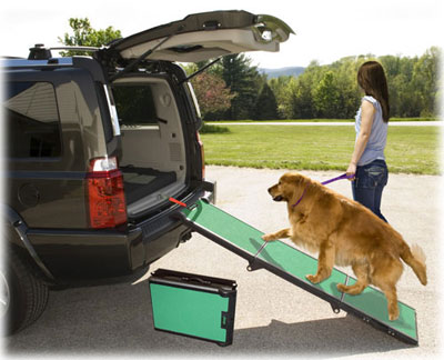 Dog on ramp - The model in the making...this dog loves to walk on the ramp...and this is just the practice session...