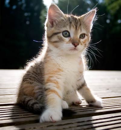 Alert kitten - He has the looks of a detective...may e he got some clues where the rat is hiding.