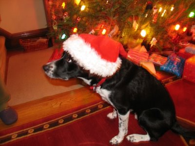 Santa doggie - he u thought only we human have santa with us...look at it,santa for the dogs...I wonder what is the gift bad containing...