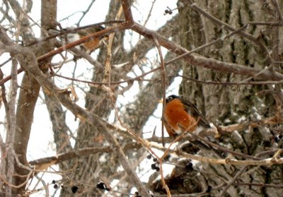 Bird in bush - There are somany beautiful creations on this planet. If we consider earth as our home,then the all are our neighbours...so respect & protect them...