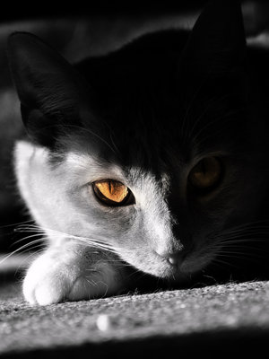 A watchful Eye - My beautiful cat Mittens