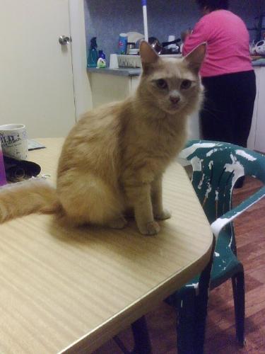 pebbles -  helping clear of the table !