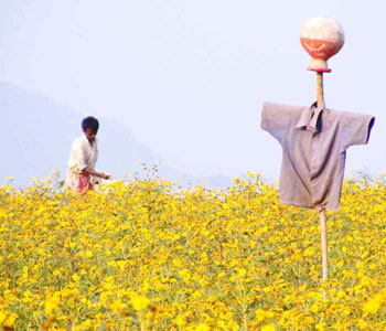 Farmer  - One farmer working in a field, growing mustered, in India.