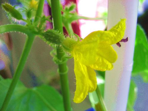Open Cucumber Flower on Day of Pollination - Cute, isn't she?