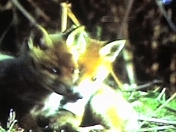 Relationship - This Photo describes the love among living beings