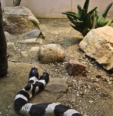 snake having two heads - this snake has two heads and its not a fake image