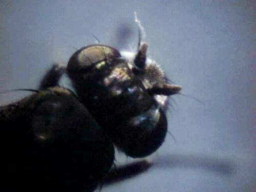 shore fly - Shore fly