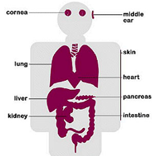 Organ donation - organs - organs, body organs