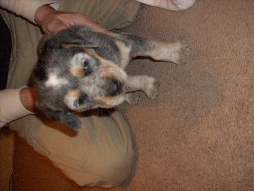 adopt an animal - this is pic is of my new puppy adopt an animal - this is pic is of my new puppy