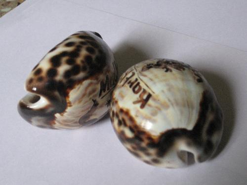 Indian sea shell with art work - Collected from the sea shores and given a nice finishing to reflect different signs.