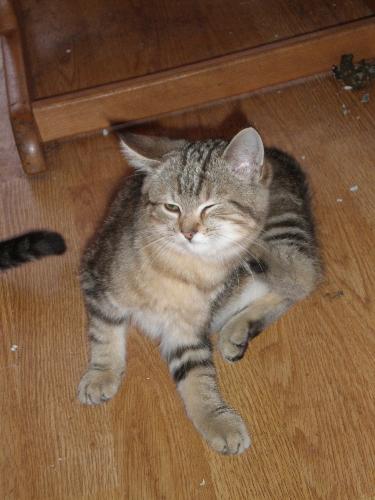 Bollie my (allmost?) blind kitten - Isn't he the cutest? Bollie is dutch for 'chubby' and he is rather large. Not fat, but he is just a very big boy :-)