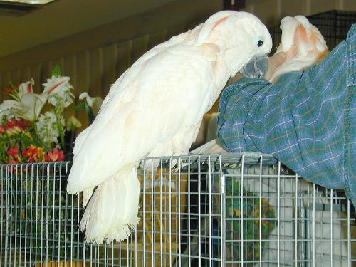 White Bird - This is a photo of a white bird sitting on top of a cage visited with other birds