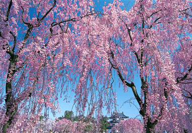 Sakura - Sakura in Hirosaki, Aomori,Japan
