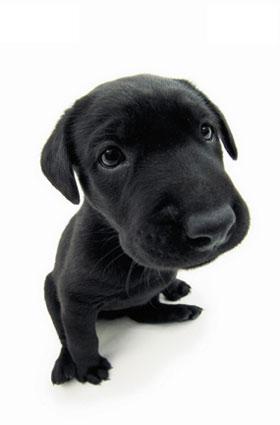 doggy - Image of a black dog