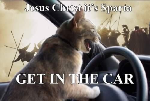 caturday! - a funny cat picture