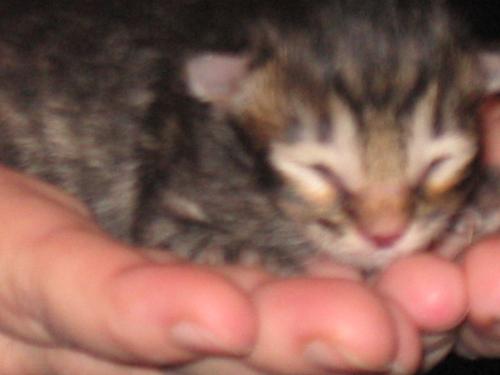 Solo as a baby - I know, fuzzy, but the blind chick too it