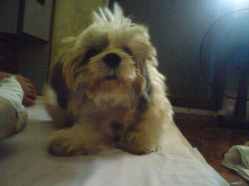 My dog - I took a picture of her while she was scratching. Sometimes it's hard to take a photo of her because she won't stay still, other times she'd obey and stay still.  She's around 4 years old. She's a small breed type, specifically Shih Tsu. ^_^