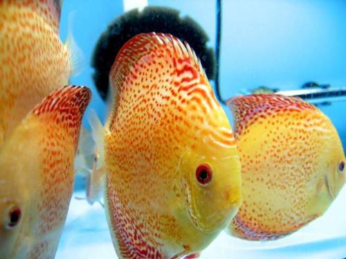 Discuss - Cute yellow discuss in the tank