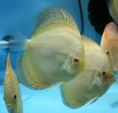 Discuss 1 - White discuss in the tank