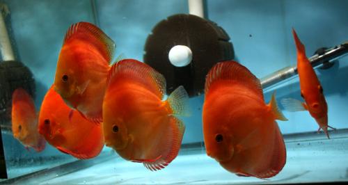 Red - Discuss fish colored red