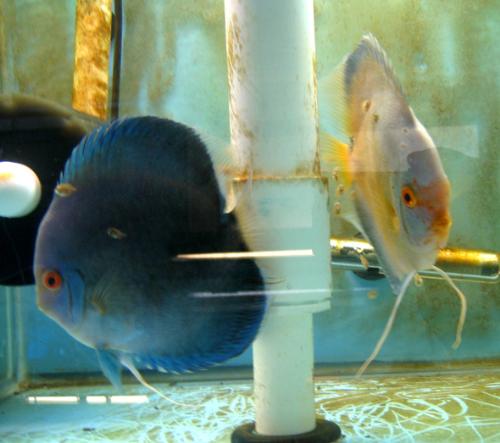 White - Discuss fish in tank