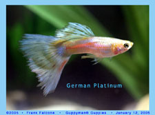 Platinum - German Platinum guppy fish breed