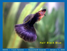 Half - Half black blue guppy fish