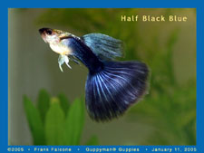 Half black - Half black guppy breed