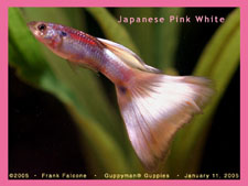 Japanese - Japanese pink white guppy variety