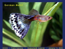 Multi - German multi-colored guppy