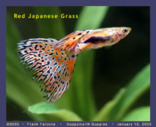 Green - Japanese green guppy fish