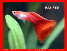usa - USA Red color guppy fish