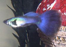 Russian - Blue Russian Moscow guppy